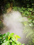 热带雨林