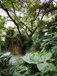热带雨林
