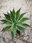 龙舌兰