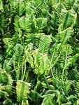 红雀珊瑚