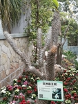 非洲霸王树