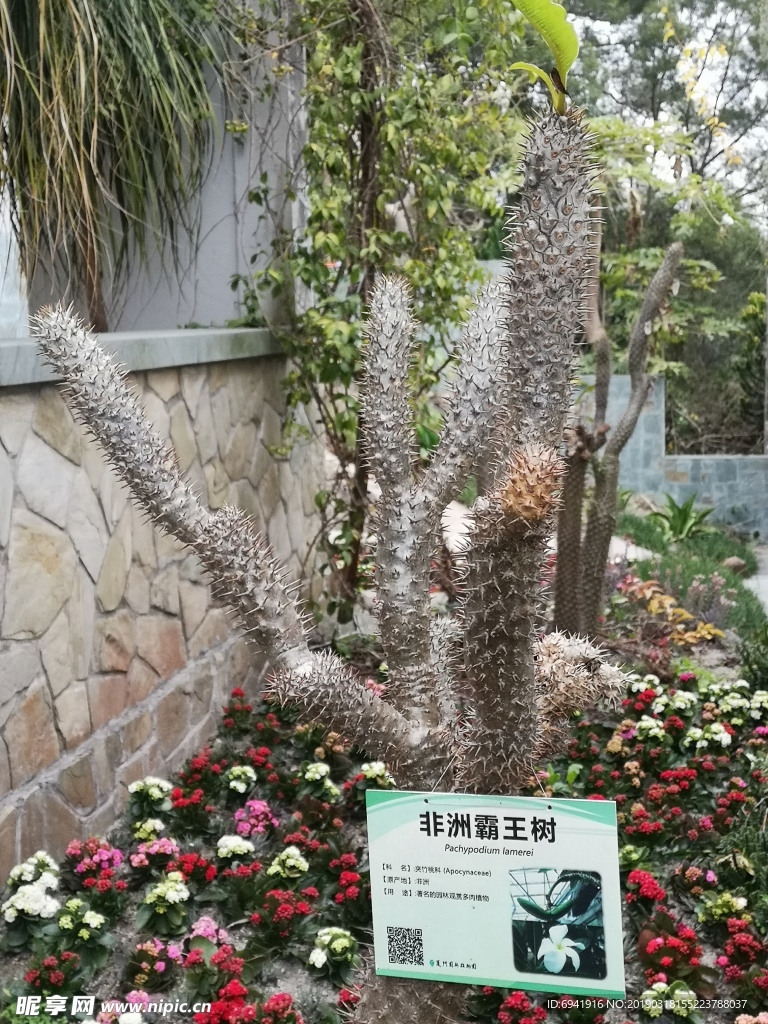 非洲霸王树