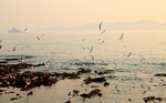 海鸥