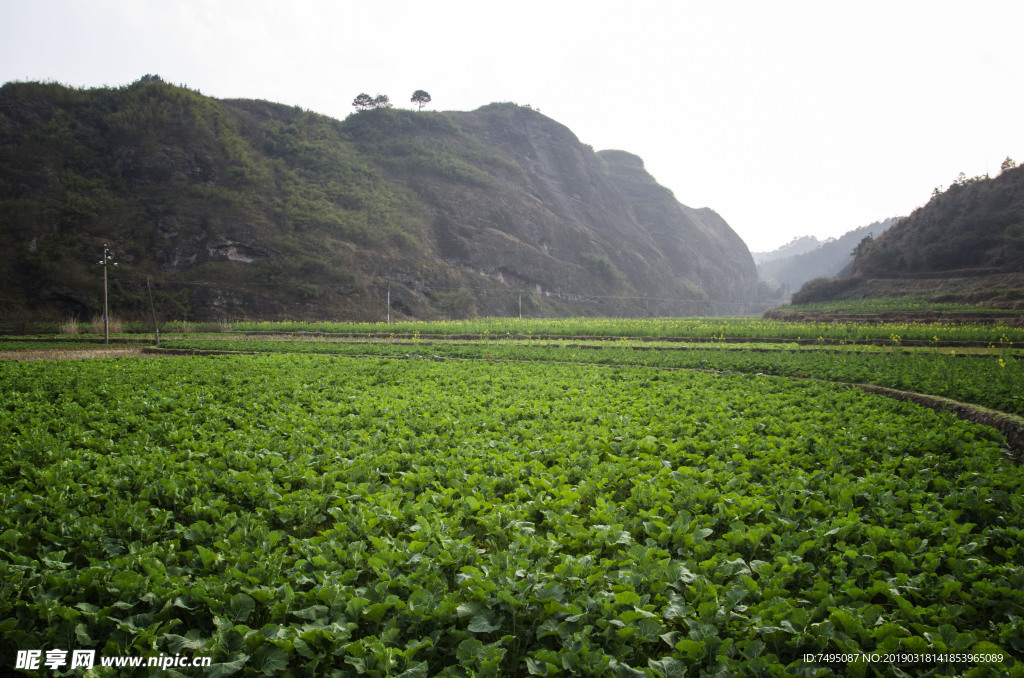 青菜全景