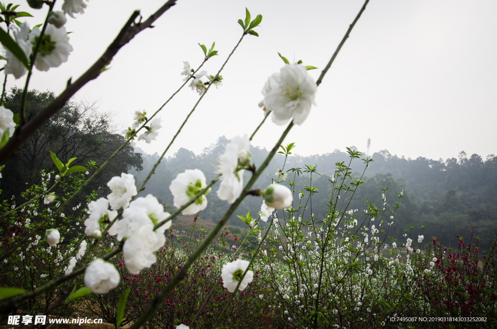 白色桃花