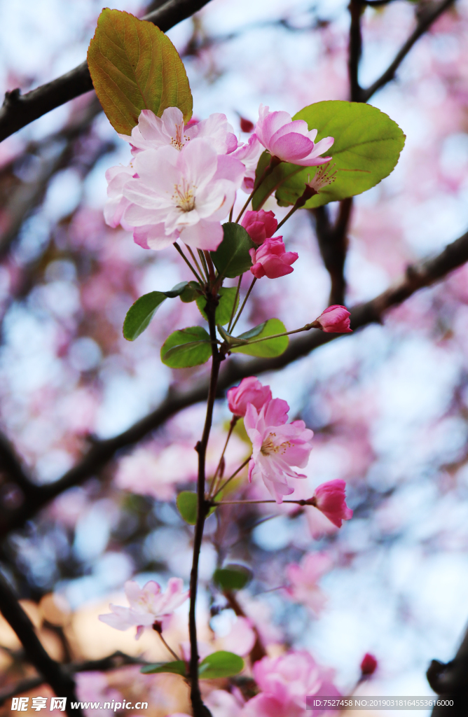 海棠花