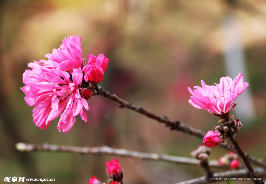 桃花