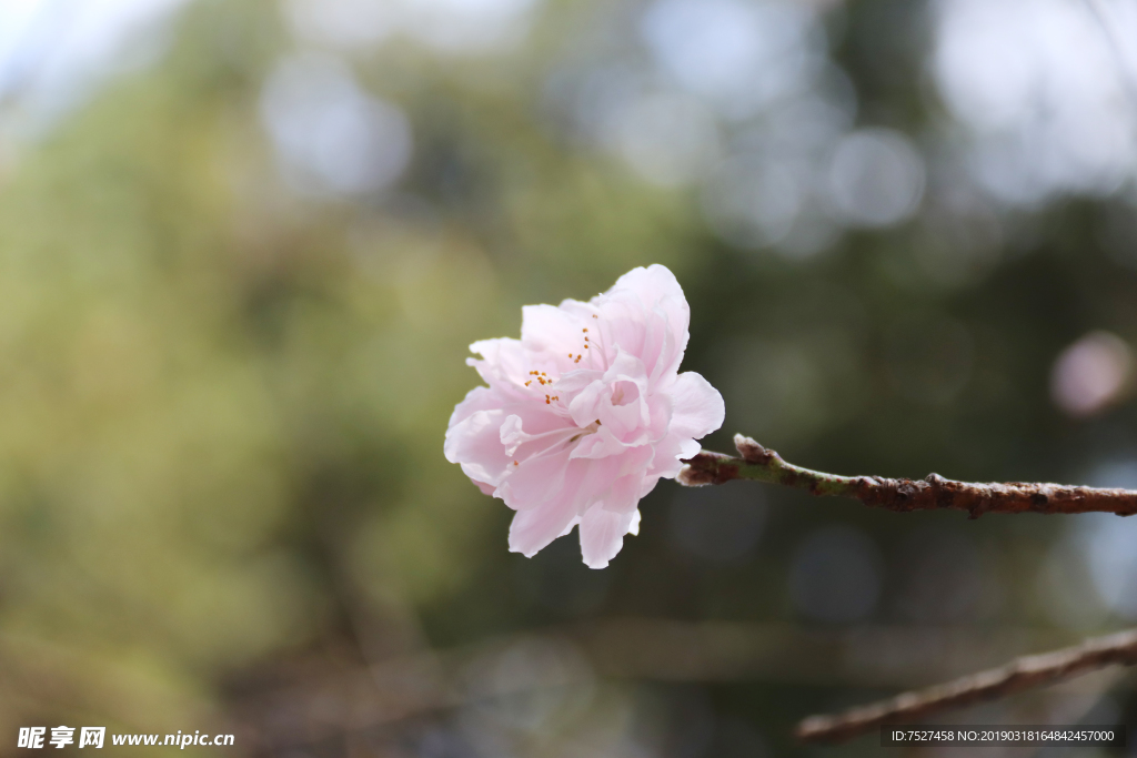 桃花