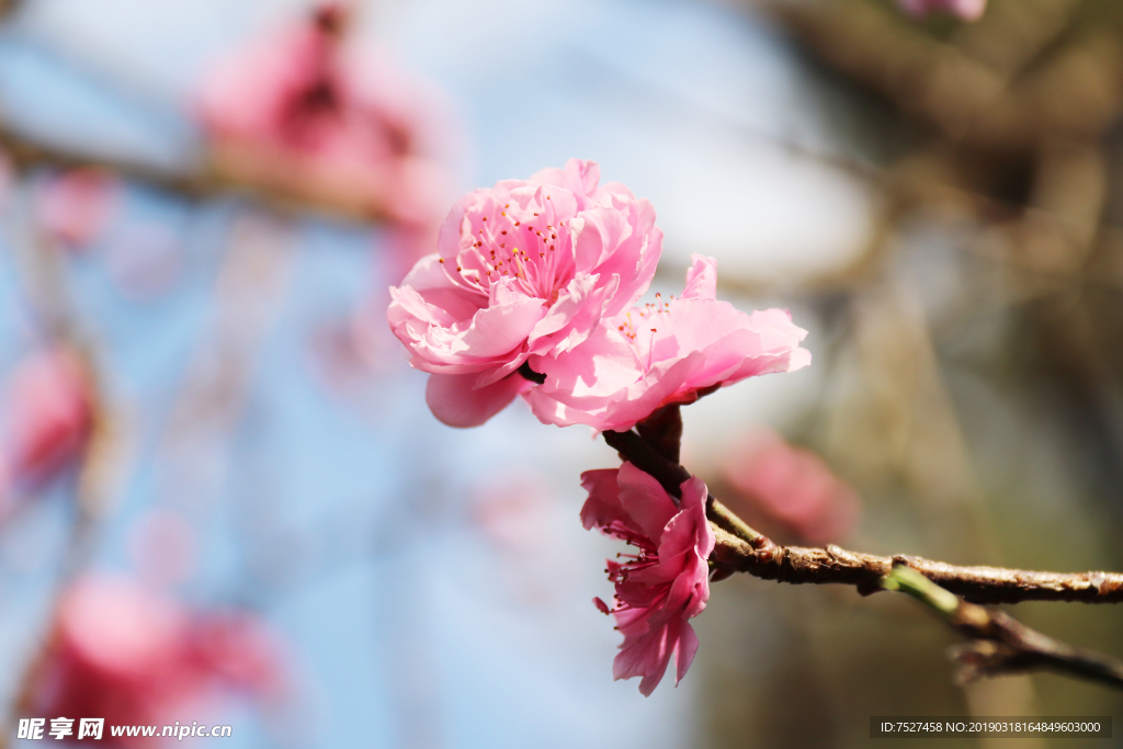 桃花