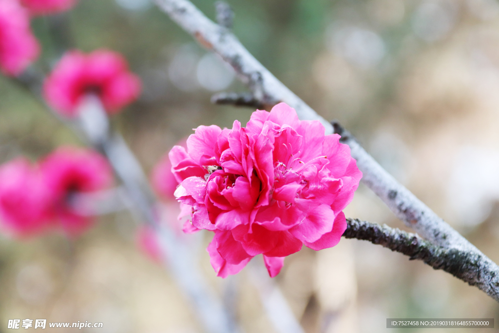 桃花