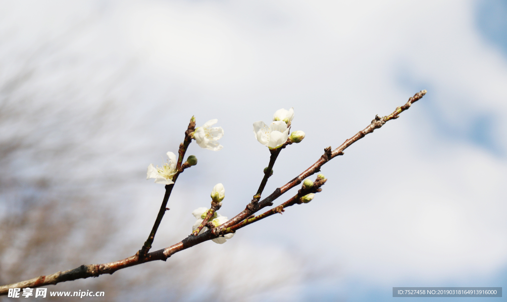 樱花 李子花