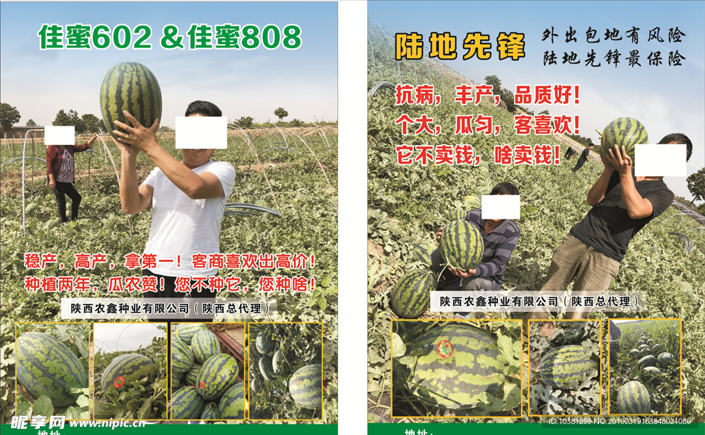 西瓜彩页