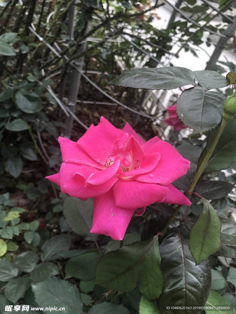 月季