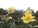 黄色月季