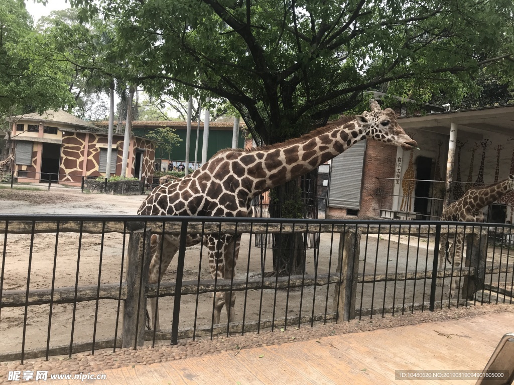 长颈鹿