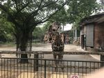 长颈鹿