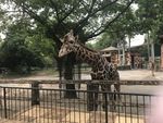 长颈鹿