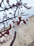 杏花