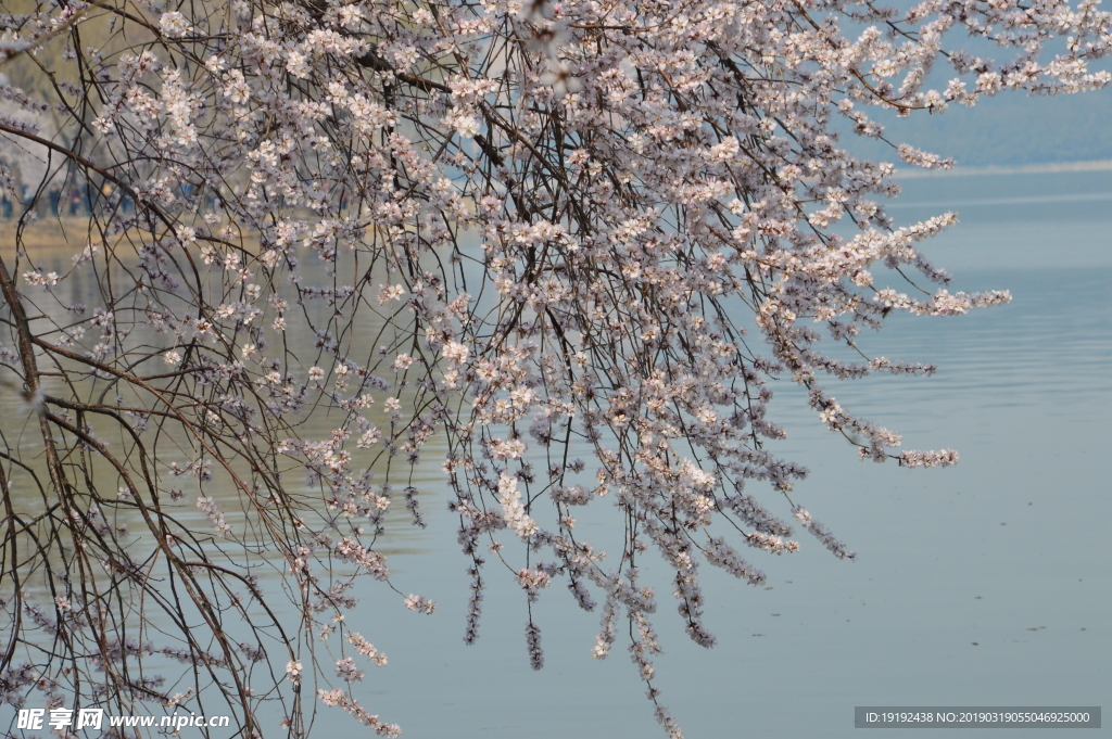 颐和园山桃花