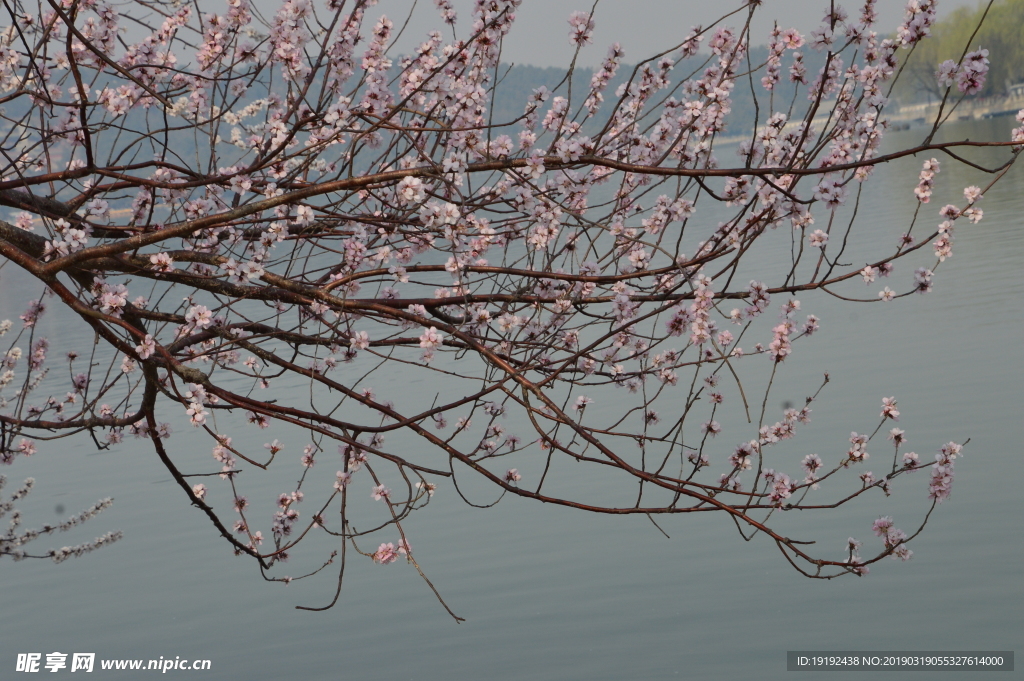 颐和园山桃花