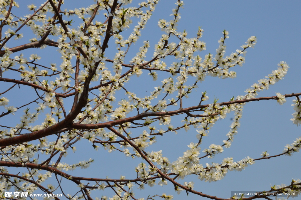 颐和园山桃花