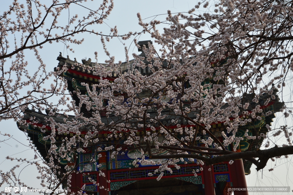 颐和园山桃花