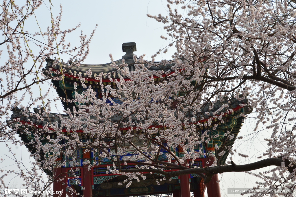 颐和园山桃花