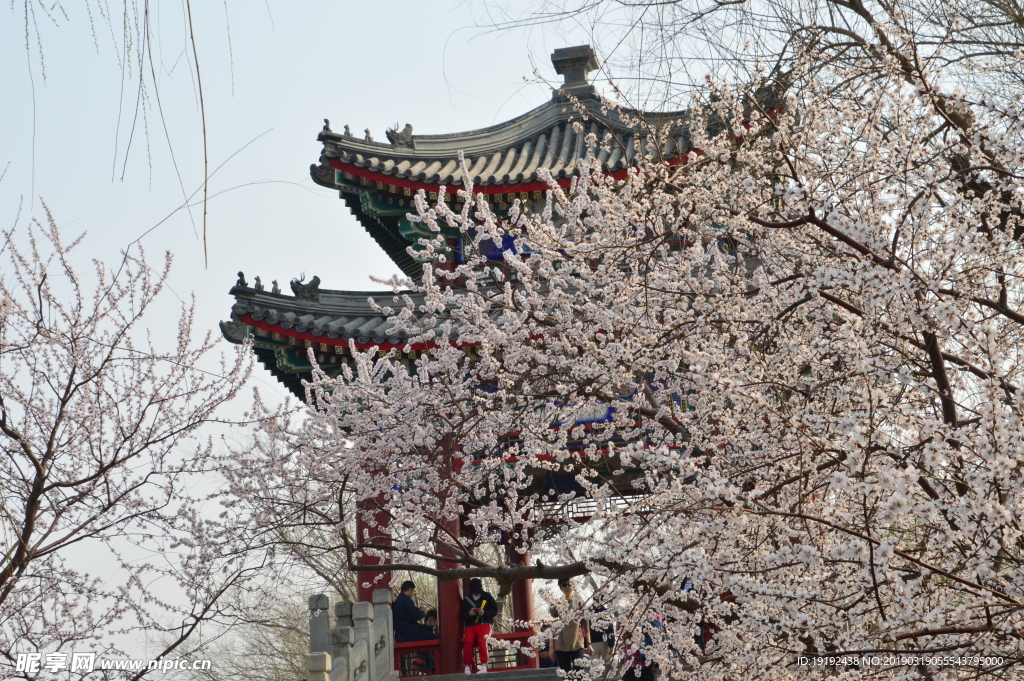 颐和园山桃花