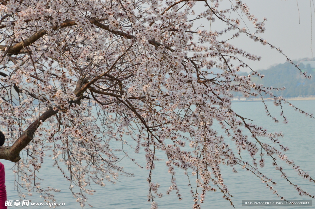 颐和园山桃花