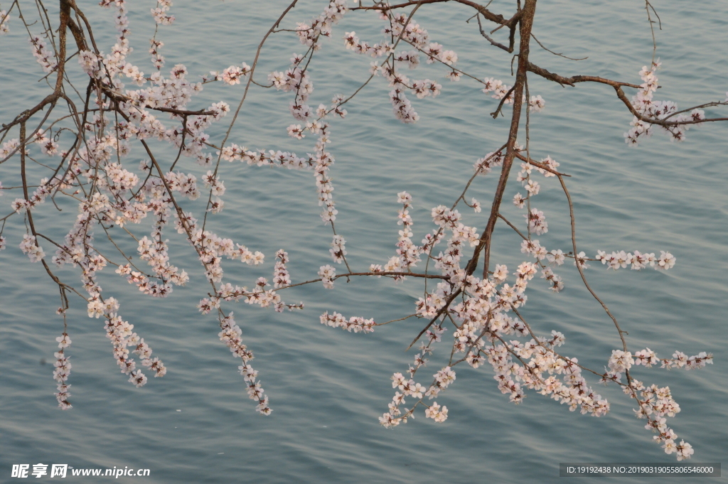 颐和园山桃花