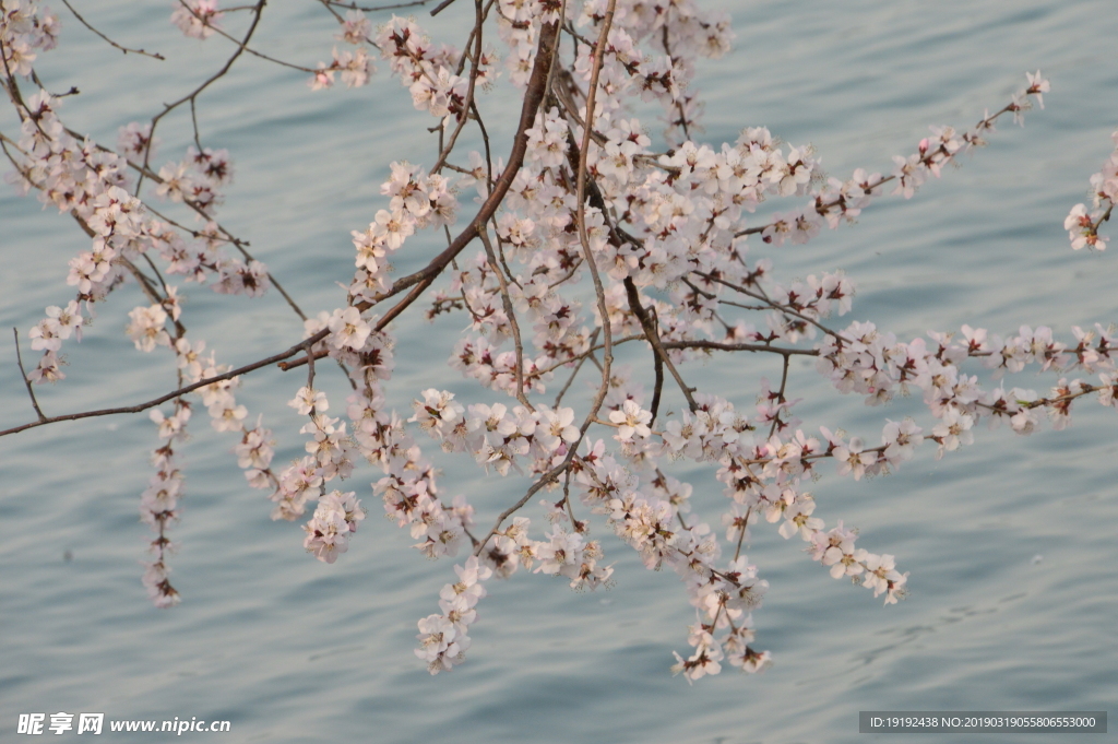 颐和园山桃花