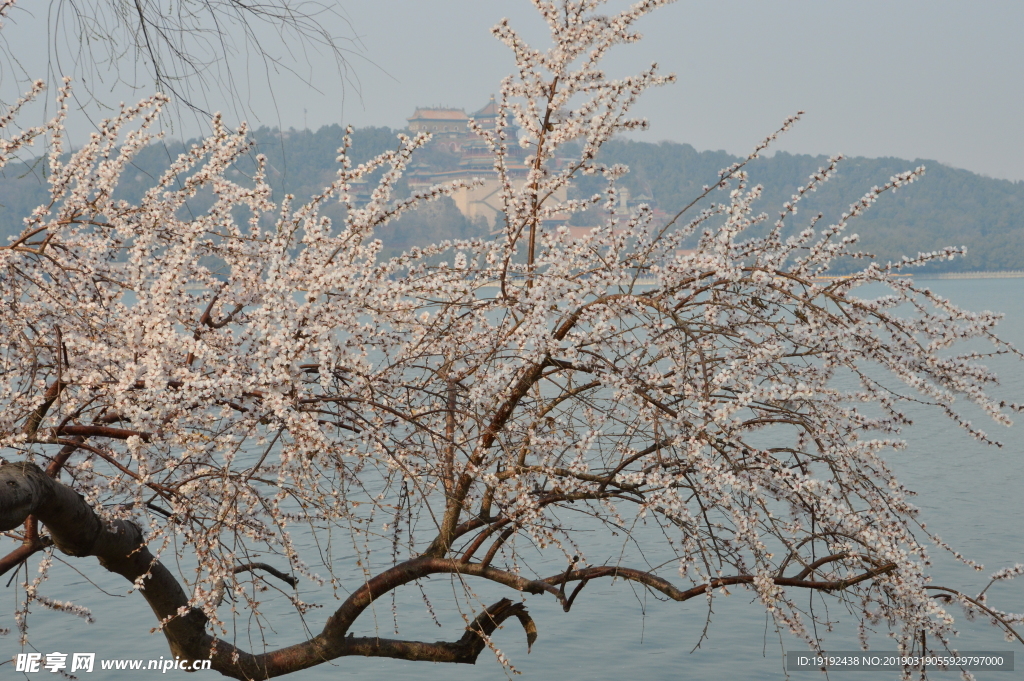 颐和园山桃花