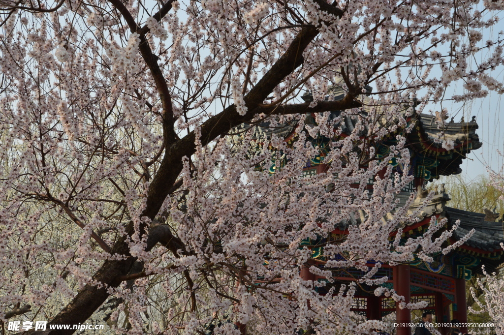 颐和园山桃花