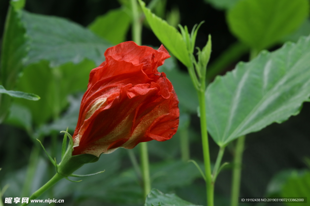扶桑花