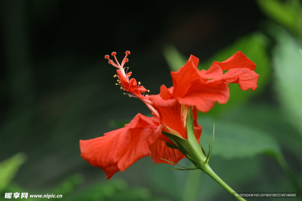 扶桑花