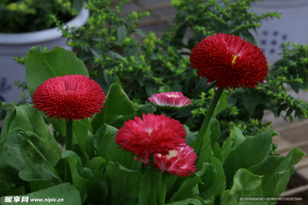 雏菊