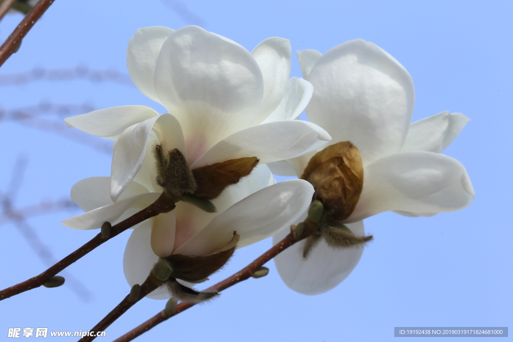 玉兰花