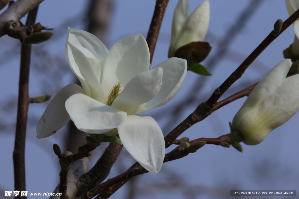 玉兰花