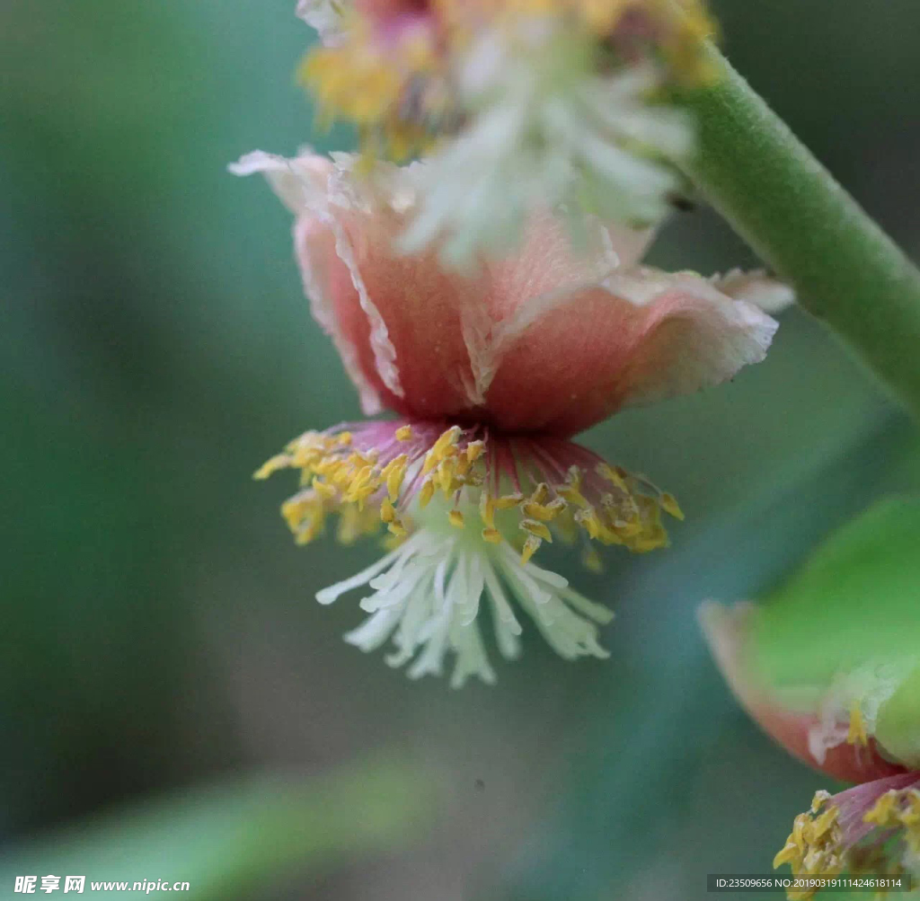 野花