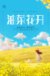 油菜花