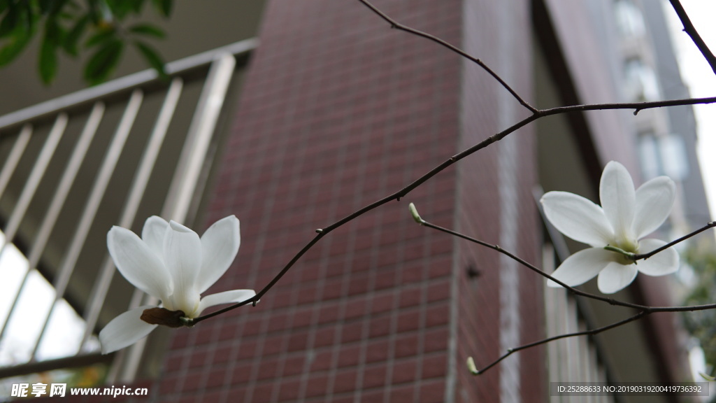 花