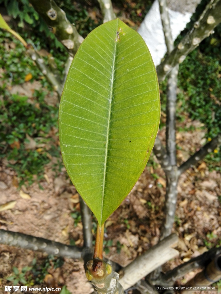 芭蕉叶