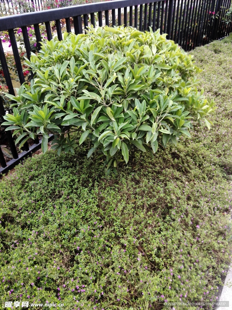 球形小树