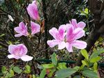 杜鹃花