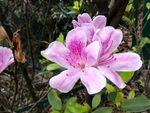 杜鹃花