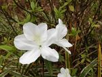 白色杜鹃花