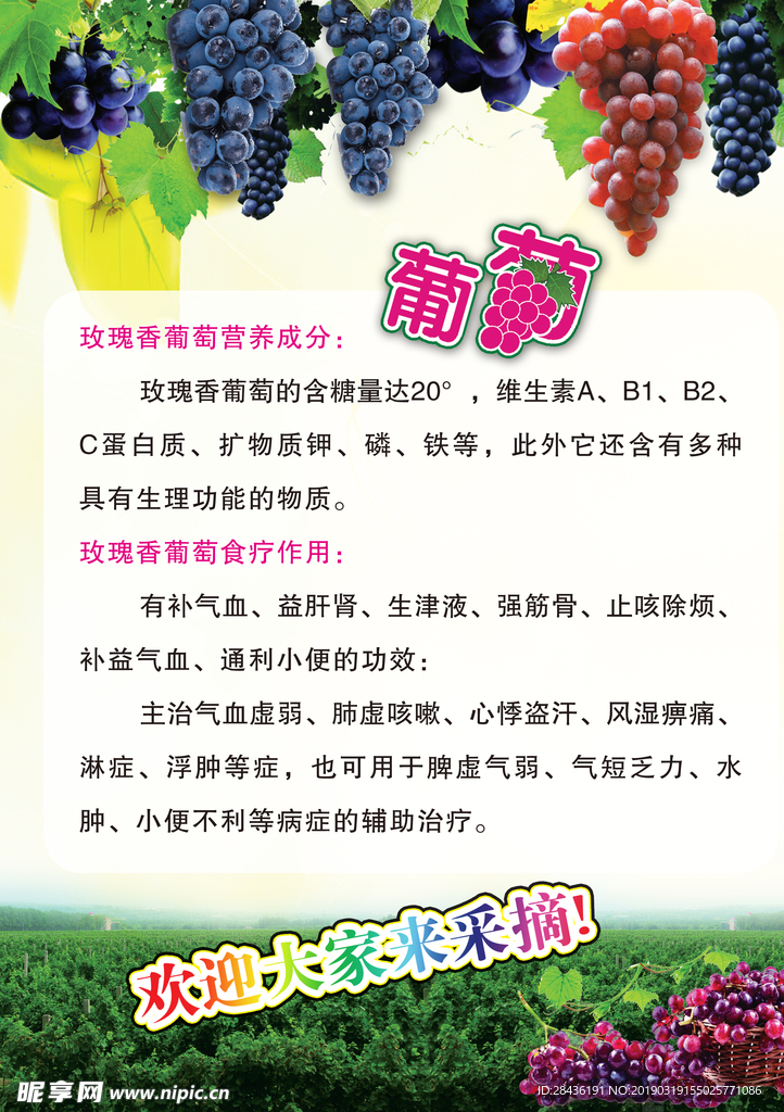 葡萄园传单
