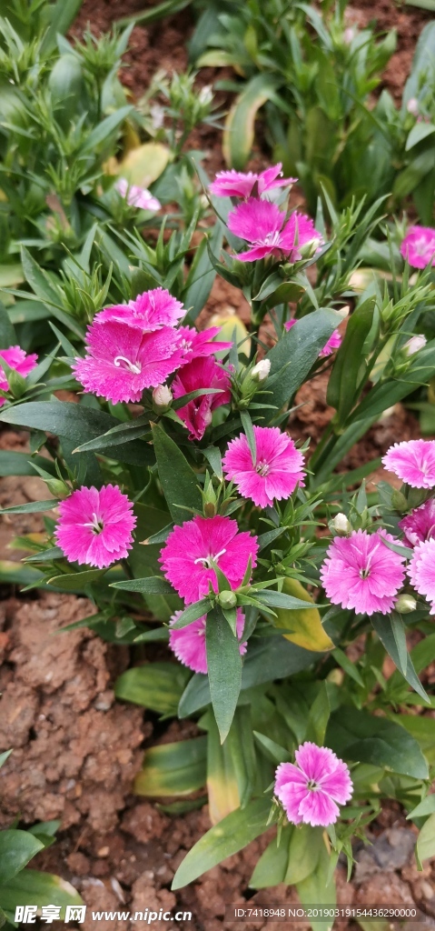 石竹花