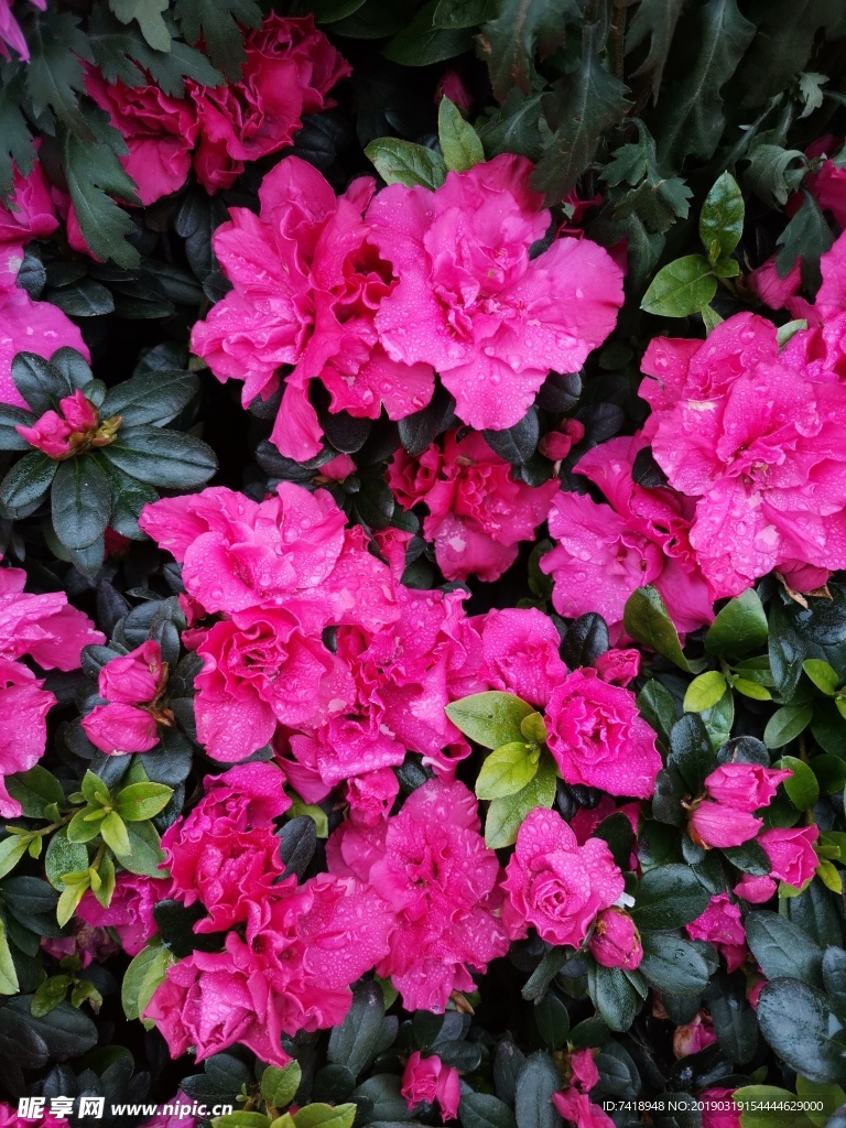 杜鹃花