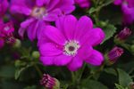 蓝目菊
